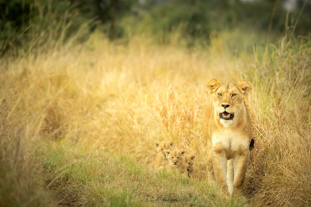 SMS Tours - Tanzania savanna sunset landscape